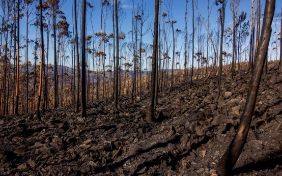 Carretera afectada por el incendio forestal en la Sierra Oeste de Madrid