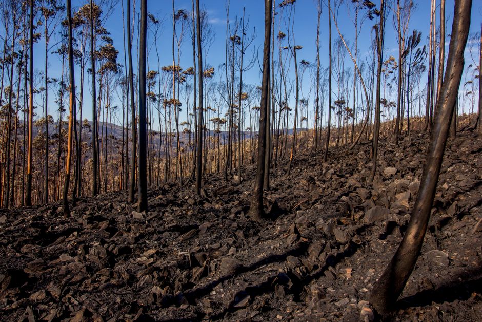 Carretera afectada por el incendio forestal en la Sierra Oeste de Madrid