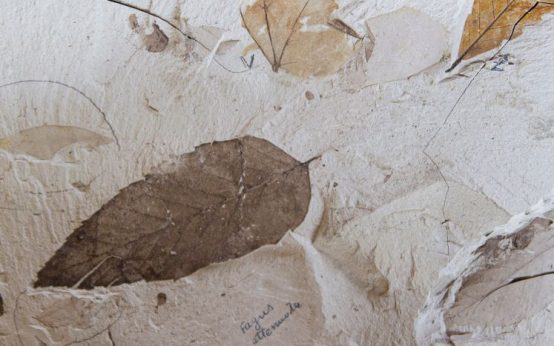 Restos fósiles de tortuga antigua encontrados en excavación arqueológica