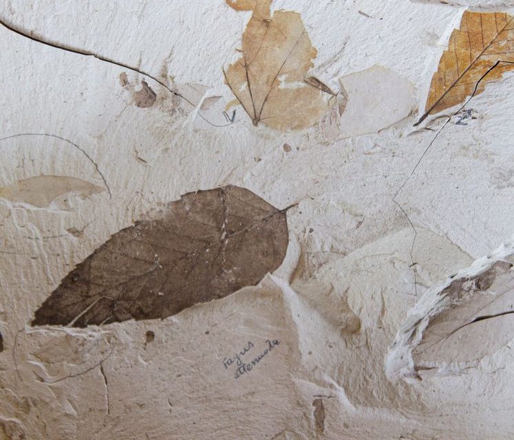 Restos fósiles de tortuga antigua encontrados en excavación arqueológica
