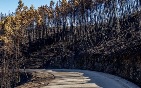 Trabajos de limpieza y recuperación en zona forestal afectada por incendio