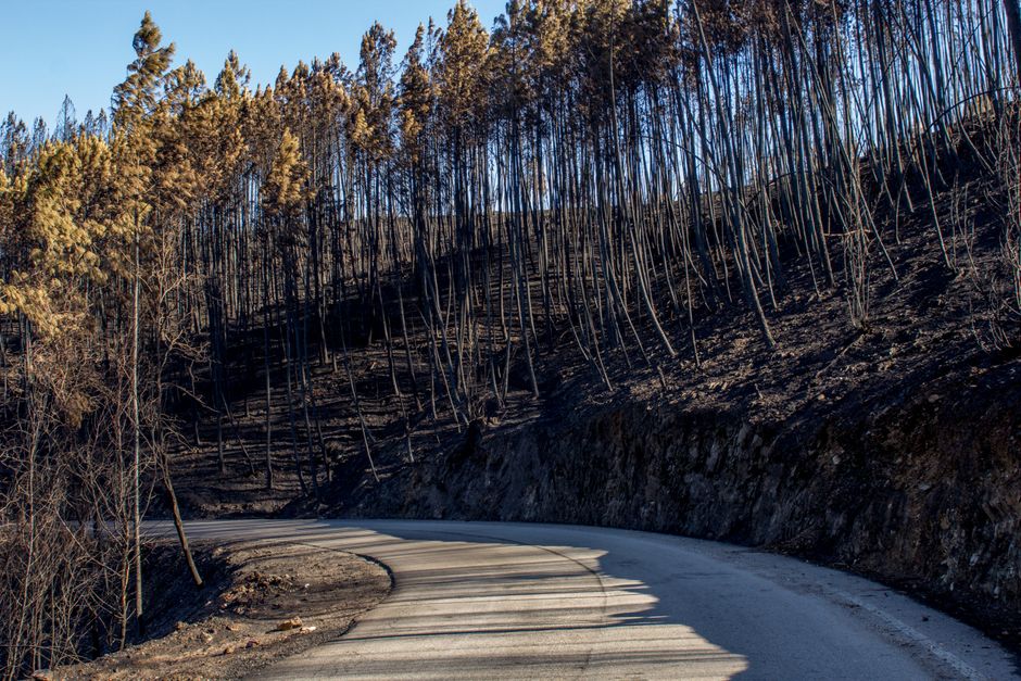 Trabajos de limpieza y recuperación en zona forestal afectada por incendio