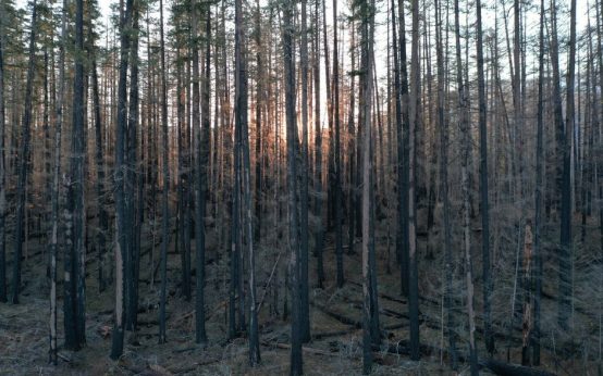 Zona forestal en proceso de recuperación tras un incendio