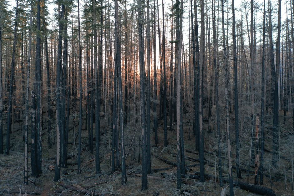 Zona forestal en proceso de recuperación tras un incendio