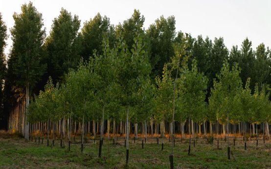 Zona forestal afectada por incendio en la Sierra Oeste de Madrid