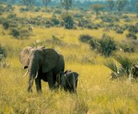 Cría de elefante asiático recién nacida junto a su madre en un zoo