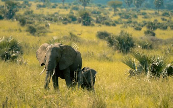 Cría de elefante asiático recién nacida junto a su madre en un zoo