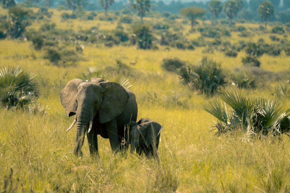 Cría de elefante asiático recién nacida junto a su madre en un zoo